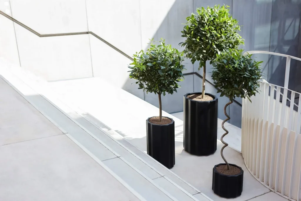 Topiary trees in black fluted TAU planters on white stairs